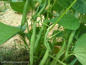 Beans on the stalk