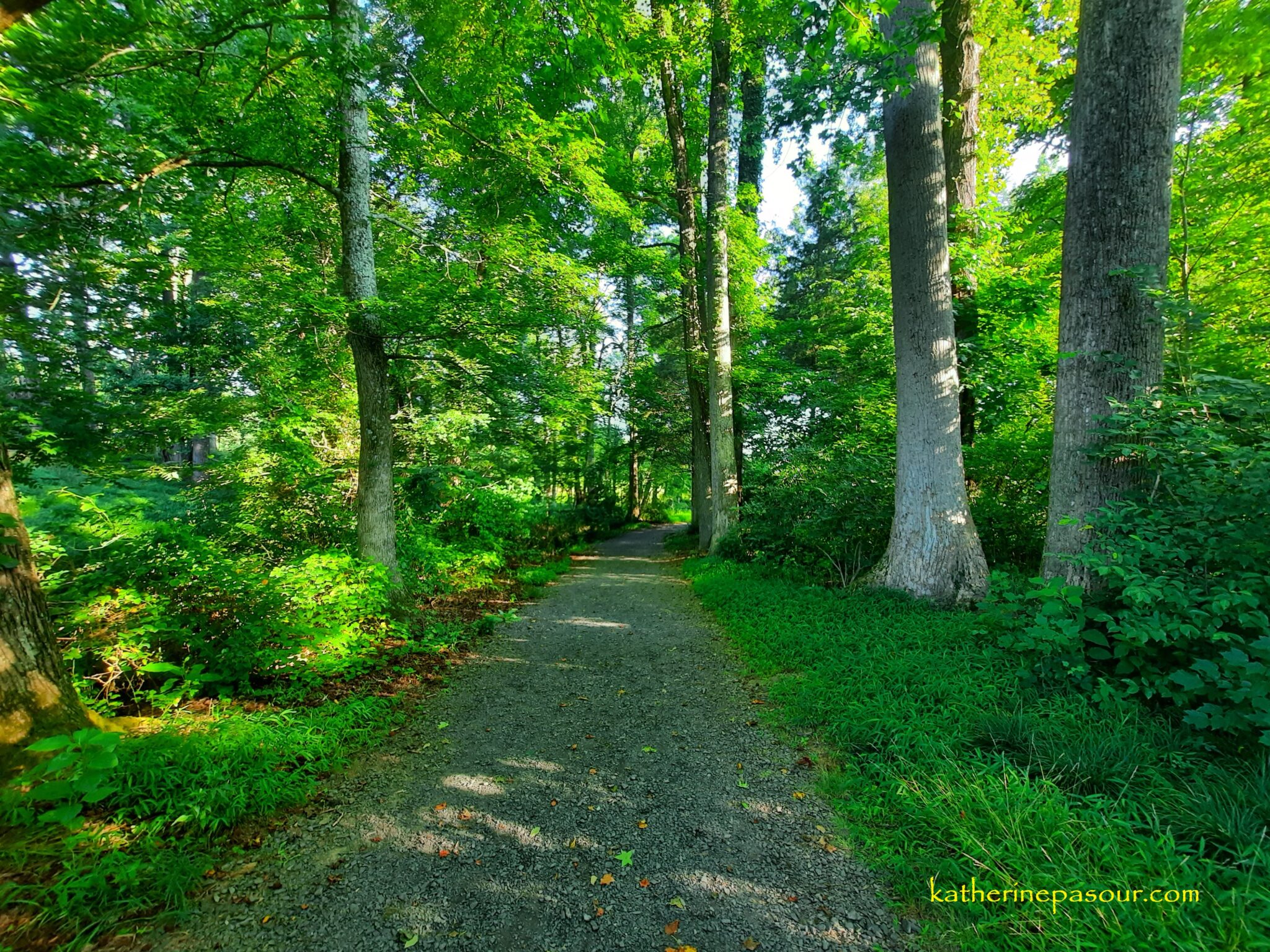 The right paths - Katherine Pasour