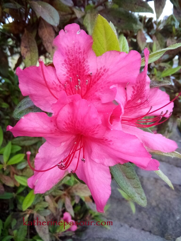 Pink Azalea