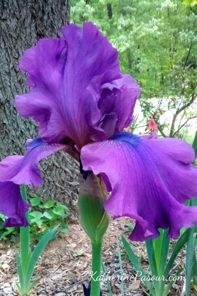 Purple Iris