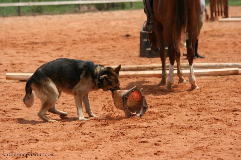 Don’t shoot the dog