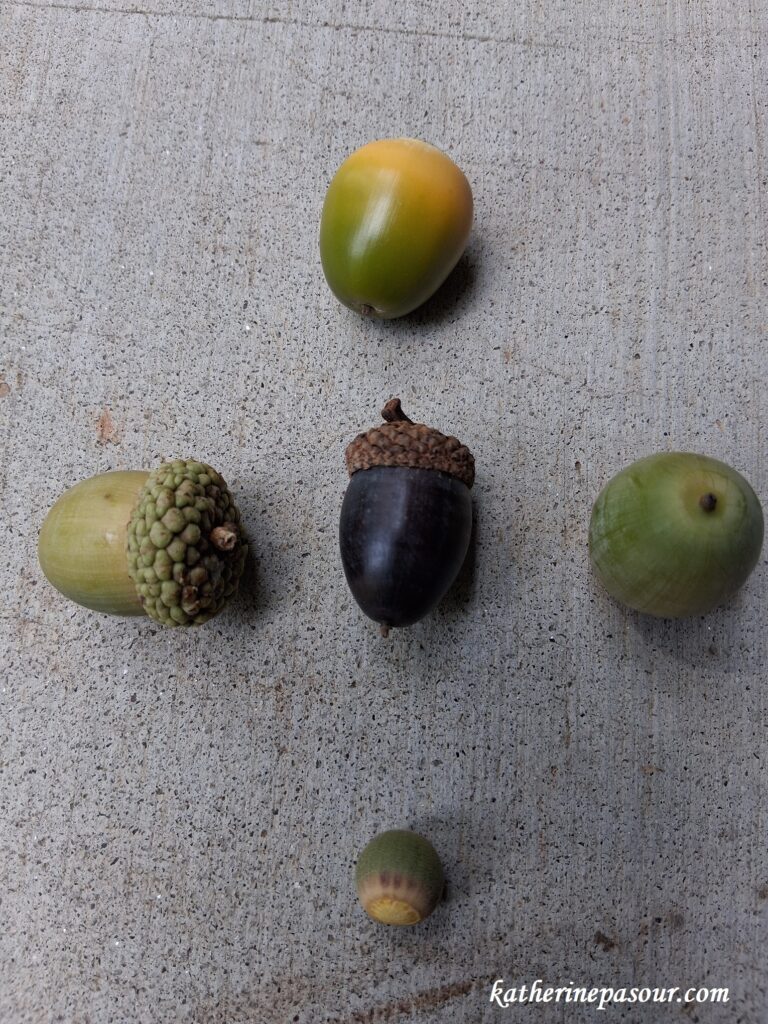 Be the purple acorn
